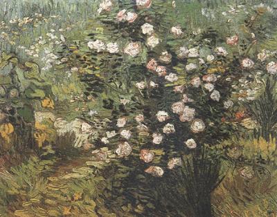 Vincent Van Gogh Rosebush in Blossom (nn04)